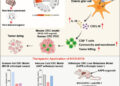 LSD Shows Anti-Cancer Potential in New Study — Without the Trip