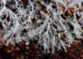 Nature’s City Planner: How a ‘Virtual Slime Mold’ Could Redesign Our Transit Networks