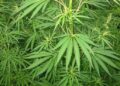 Breaking New Ground: Himachal Pradesh Opens Legal Pathways for Industrial Cannabis Cultivation and Manufacturing!